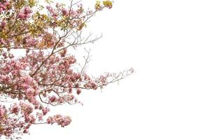 roze trompet boom of tabebuia rosea geïsoleerd Aan wit achtergrond foto