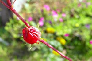 hibiscus sabdariffa of roselle fruit in tuin foto