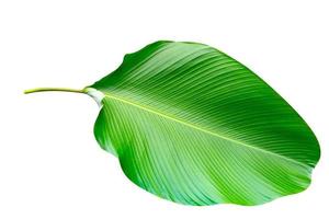 groen bladeren patroon van calathea Lutea gebladerte geïsoleerd Aan wit achtergrond, blad exotisch tropisch, omvatten: knipsel pad foto