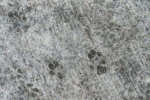 hond voetafdrukken Aan cement verdieping foto