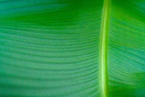 groen bladeren textuur, tropisch blad voor natuur achtergrond, calathea Lutea gebladerte boom foto