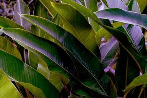 groen bladeren patroon, tropisch blad vogel van paradijs voor natuur concept foto