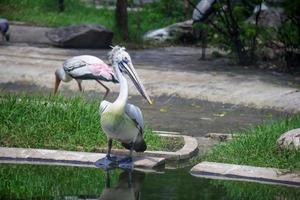 gevlekt-gefactureerd pelekaan vogel Aan vijver foto