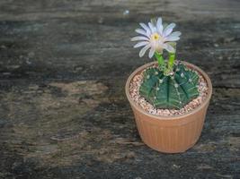 bloem bloeiend van cactus in een bloem pot Aan de hout verdieping foto