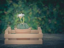 bloem bloeiend van cactus in een houten oppakken Aan de hout vloer, wijnoogst stijl foto