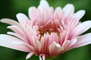 sluit omhoog roze bloemverlof in tuin foto