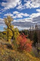 herfstkleuren in wyoming foto