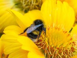 bij op gele madeliefjebloem foto