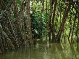 oud banyan boom wortels in de weinig amazon of khlong zong naen, phang nee, Thailand, een beroemd toerist bestemming. foto