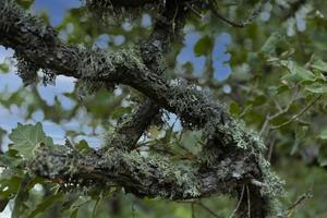 de donsachtig eik boom, quercus schaamhaar, groeit in de hooglanden. relikwie boom eik. foto