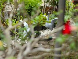 standbeeld van een zwaan op zoek voor voedsel in de tuin vervagen effect foto