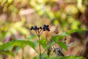 clusters fruit zwart vlierbes in voorjaar tuin foto