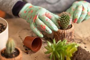 vrouwelijke handen in handschoenen houden een blauwe gieter vast en geven een pas getransplanteerde vetplant water foto