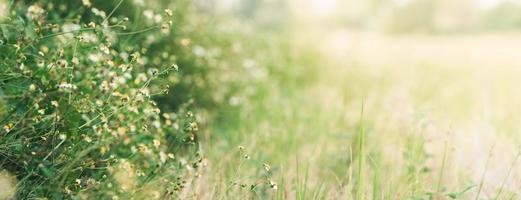 close-up van gras witte bloem met geel stuifmeel onder zonlicht met kopie ruimte gebruiken als achtergrond natuurlijke planten landschap, ecologie behang voorblad concept. foto