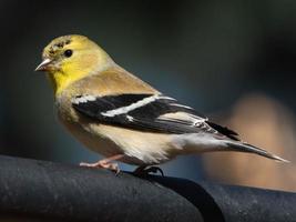 een Amerikaans distelvink neergestreken Aan een voeder Aan een voorjaar dag in Texas. foto