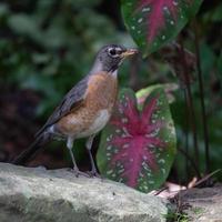 een Amerikaans roodborstje, turdus migrerende, poseren De volgende naar een caladium fabriek. foto