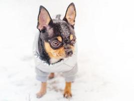 een driekleur chihuahua hond in een grijs hesje is staand in de sneeuw. een klein volbloed hond in winter. foto