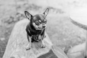 chihuahua driekleur hond. zwart en wit foto van een klein rasecht hond in natuur.