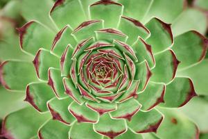 echeveria steen roos top visie. groen achtergrond. foto