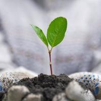 groen een klein spruit in de handen. handen in werk handschoenen. foto