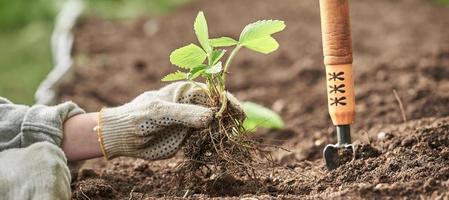 aanplant aardbei in de tuin. handen in linnen handschoenen fabriek aardbeien. foto