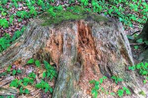 een oude boomstam in een Europese boslandschapsomgeving foto