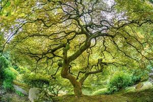 landschap van Japans tuin foto