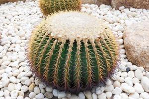 detailopname schot van een ronde groen cactus in een tuin omringd door wit stenen.voorkant visie. foto