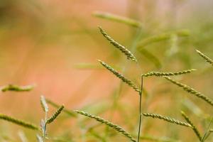 groen gras met groene bokeh foto