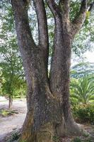 de grootste boom in de Woud met een groen visie foto