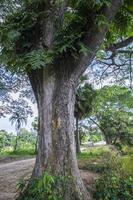 de grootste boom in de Woud met een groen visie foto