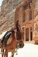 in voorkant van de schatkist in petra, Jordanië foto