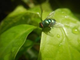 groene vlieg zat op het blad foto