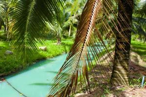 kokosnoot bomen en blauw water schoonheid natuur in zuiden Thailand foto