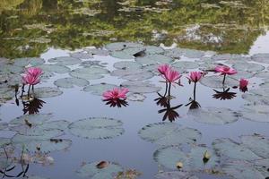 roze lotus bloem of water lelie drijvend Aan de water foto