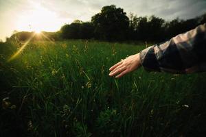 dichtbij omhoog van een vrouw hand- aanraken groen gras in zonsondergang licht. selectief focus foto