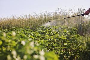 een boer met een nevelspuit behandelt de aardappelplantage tegen ongedierte en schimmelinfectie. gebruik chemicaliën in de landbouw. landbouw en agribusiness. oogst verwerking. bescherming en zorg foto