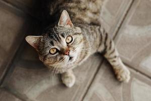 rasecht Brits kort haar kat aan het liegen omlaag, op zoek Bij camera. schattig aanbiddelijk huisdier kat. foto