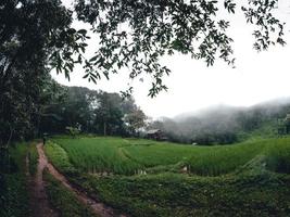 rijst- veld- vakantie, mensen Bij hutten en rijst- terrassen foto