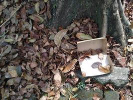 papier doos ongebruikt en droog bladeren in de omgeving van groot boom wortels. deze beeld kan worden gebruikt voor iets verwant naar natuur, omgeving, Woud, biodiversiteit, groen foto