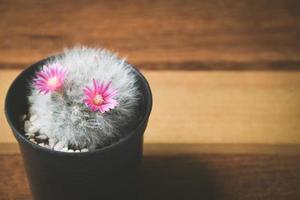 cactus in pot met bloem. huis plant decoratie concept. foto