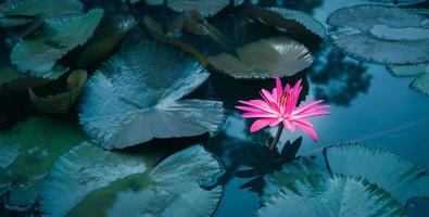 mooi roze lotus bloem in vijver.roze lotus bloem achtergrond lelie drijvend Aan de water foto