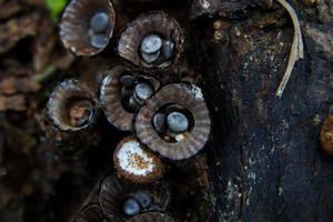 mooi detailopname van Woud champignons in gras, herfst seizoen. weinig vers paddestoelen, groeit in herfst Woud. champignons en doorbladert in Woud. paddestoel plukken concept. foto