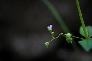 de klein bloemen en grassen dat zijn gevormd na regenwater zijn essentieel naar leven dingen. foto