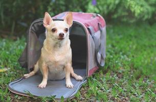 bruin kort haar- chihuahua hond zittend in voorkant van roze kleding stof reiziger huisdier vervoerder zak Aan groen gras in de tuin, klaar naar reizen. veilig reizen met dieren. foto