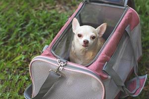 bruin chihuahua hond zittend in roze kleding stof reiziger huisdier vervoerder zak Aan groen gras, op zoek omhoog, klaar naar reizen. veilig reizen met dieren. foto