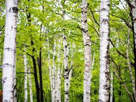 Woud van berk bomen foto