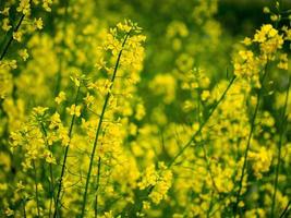 geel koolzaad bloemen in een veld- foto