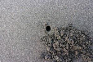 dichtbij omhoog nest zee krab Aan de strand. met bruin zwart zand strand foto