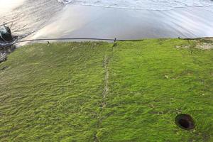 groen mos Aan de strand. met een visie van de zonsopkomst en zee golven foto